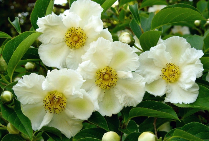 japanese stewartia