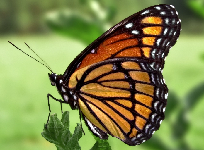 butterfly symbolism butterfly symbolism