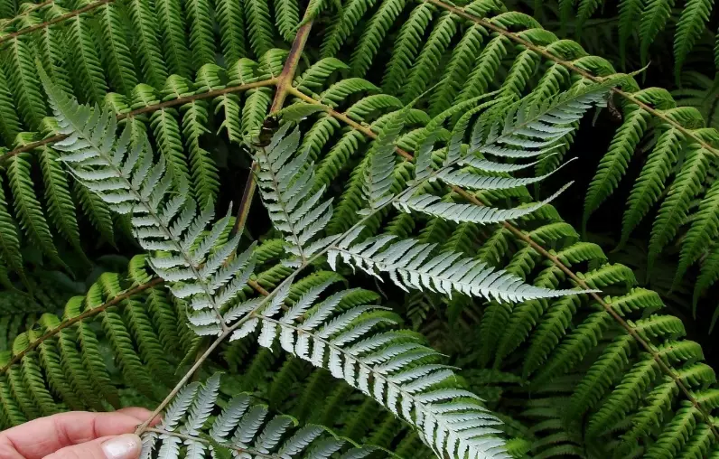indoor ferns