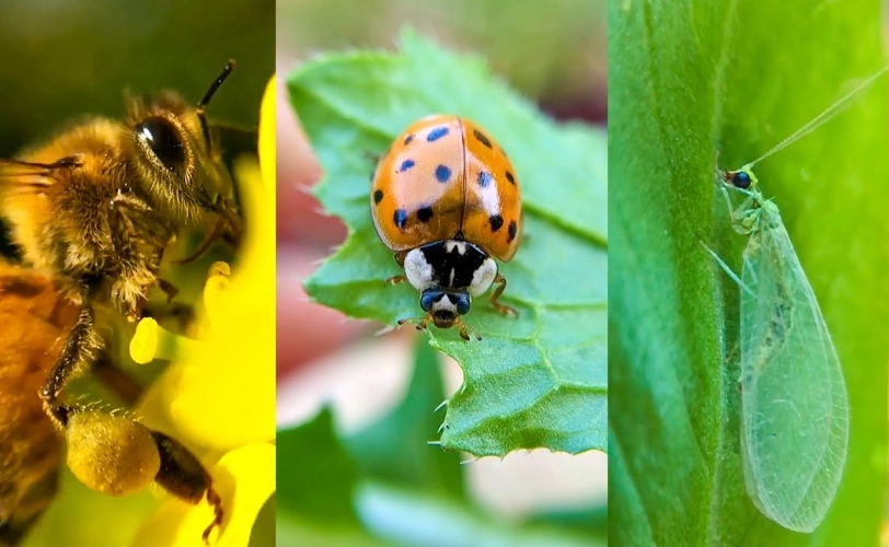 natural pest control