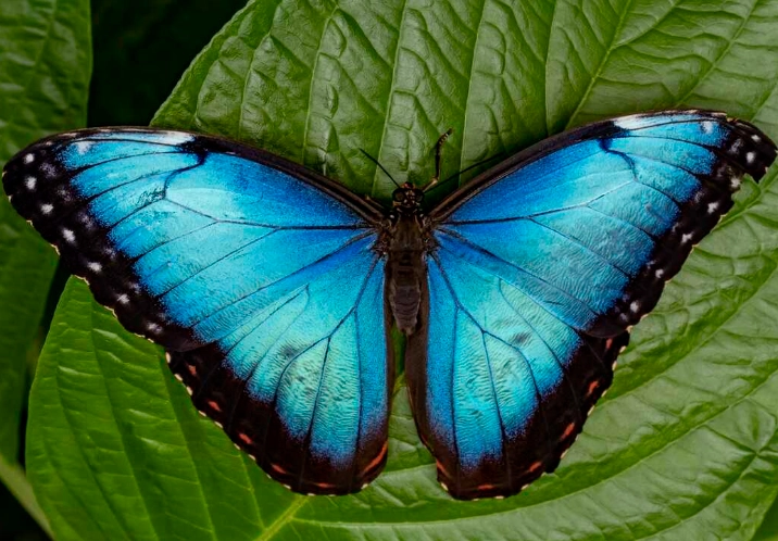 how to attract butterflies how to attract butterflies