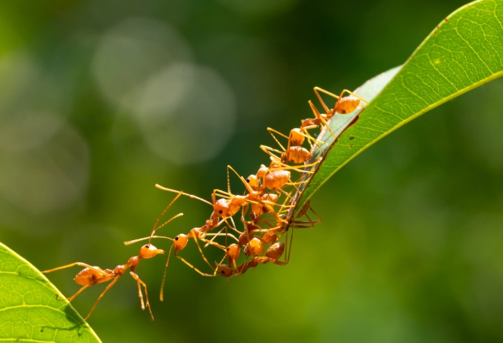 types of ants