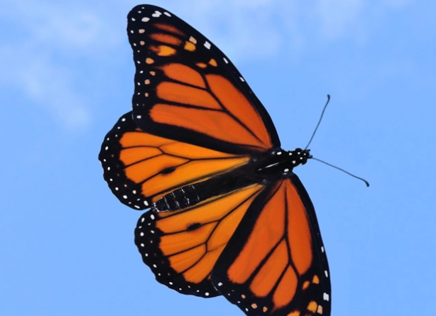 how to attract butterflies how to attract butterflies