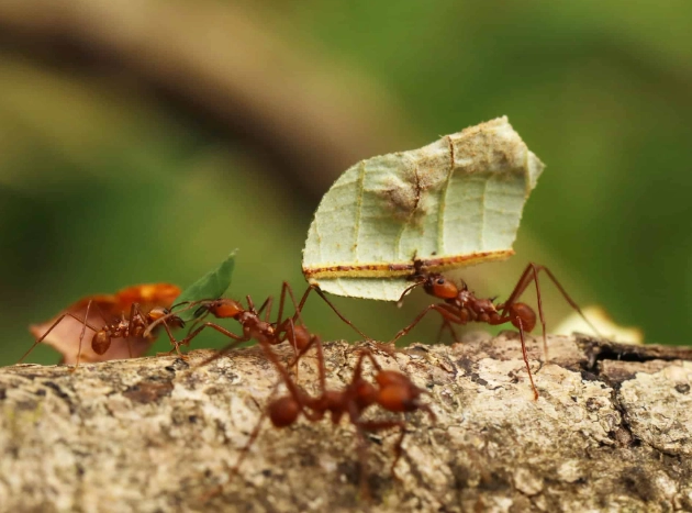 types of ants