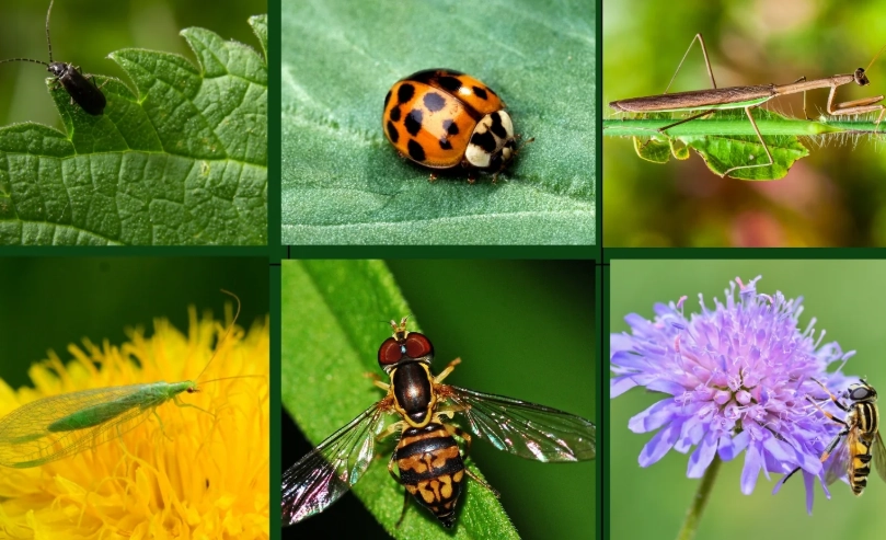 how to attract beneficial insects