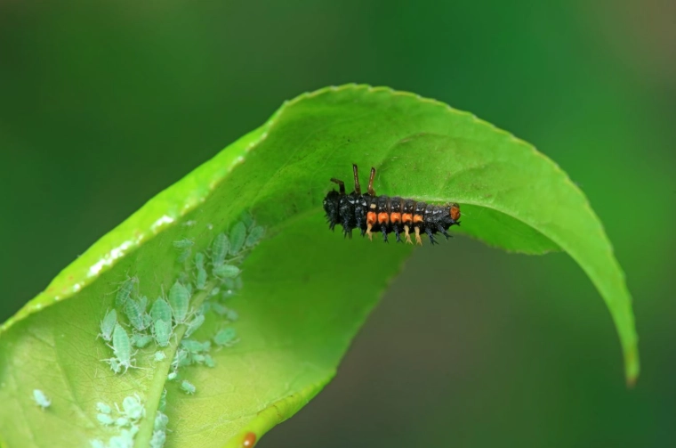 how to attract beneficial insects