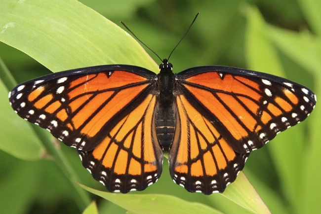 butterfly life cycle butterfly life cycle