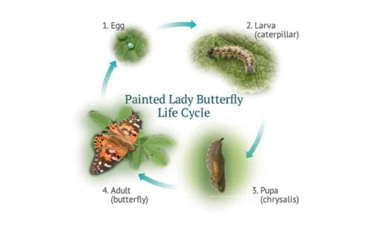 insect metamorphosis