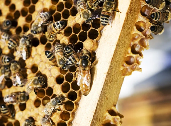 ant colony structure