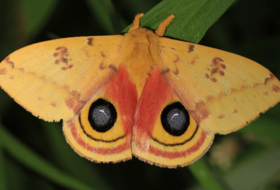 how to attract nocturnal insects