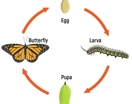 complete metamorphosis
