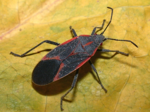 nocturnal insect control