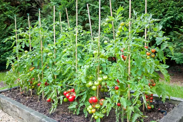 growing tomatoes