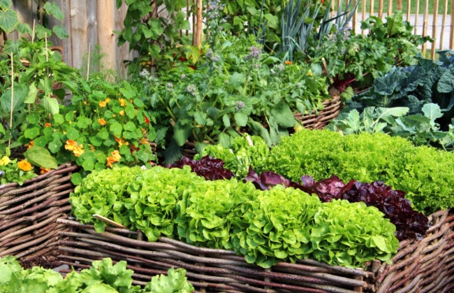 small vegetable garden ideas