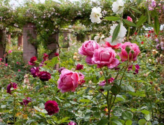 how to grow roses