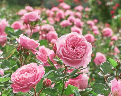rose plant care