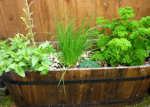 herb garden for beginners