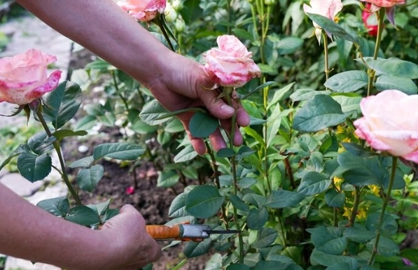 how to grow roses