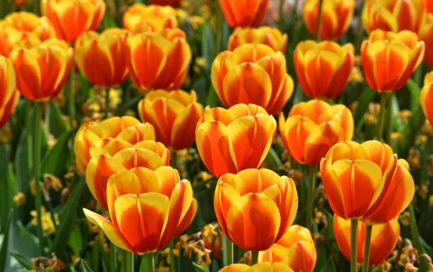 growing tulips in pots