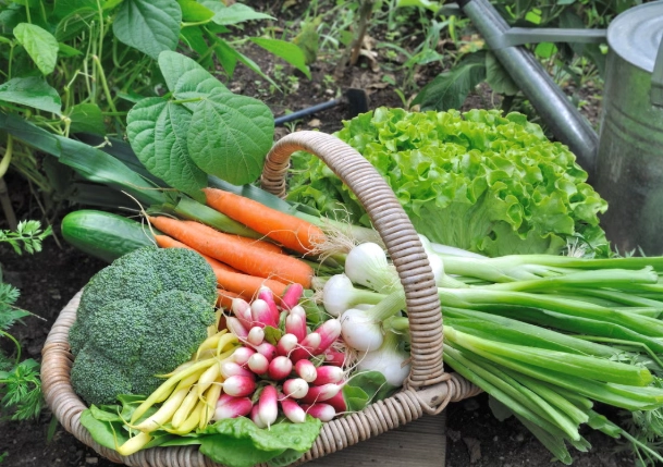how to start a vegetable garden