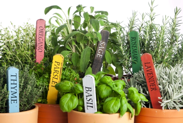 herb garden for beginners