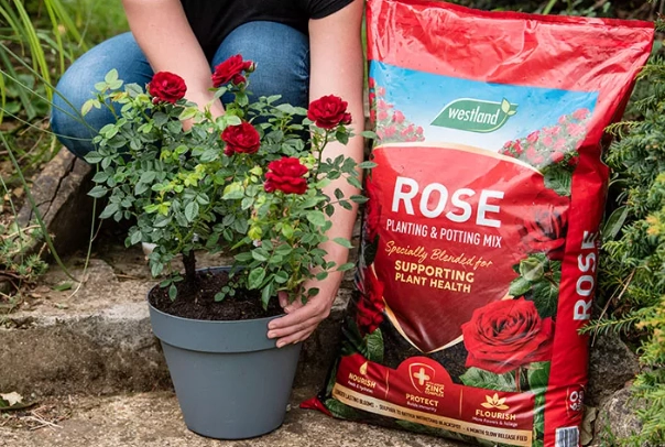 rose care guide