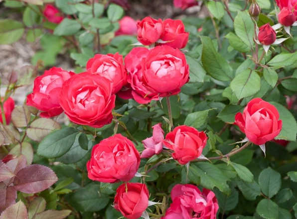 rose plant care