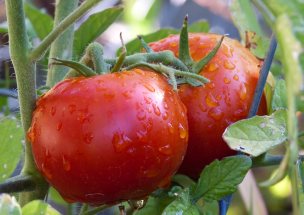 growing tomatoes