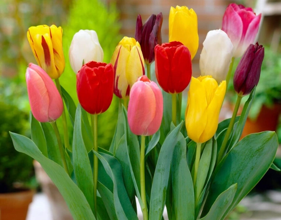 growing tulips in pots