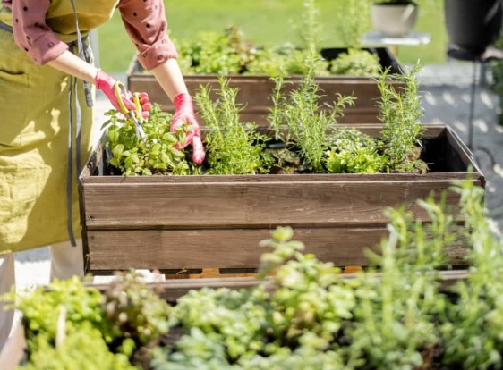 companion planting herbs