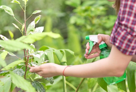 how to use neem oil on plants