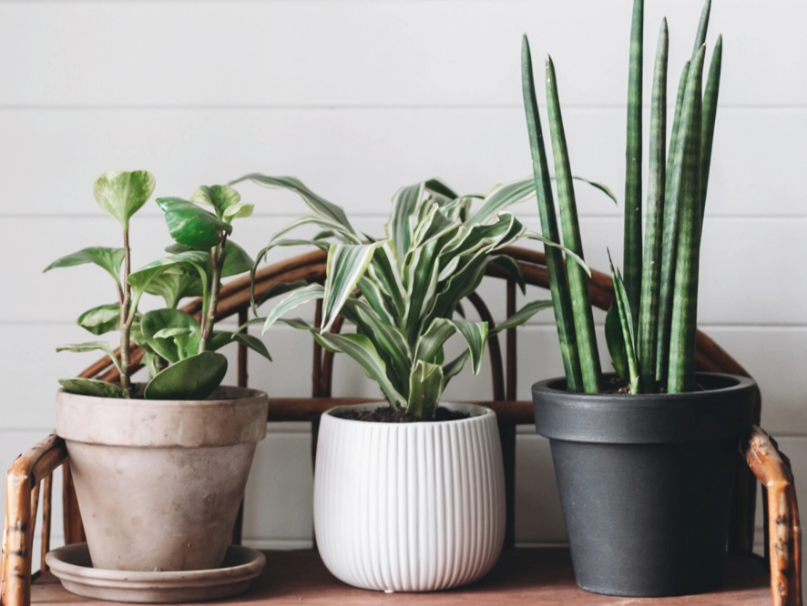 best air purifying plants