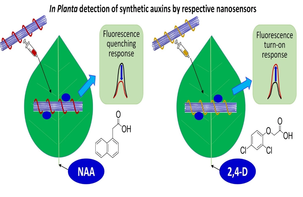 plant growth regulators