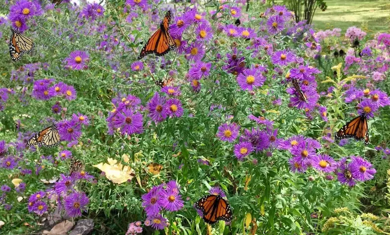 butterfly garden plants