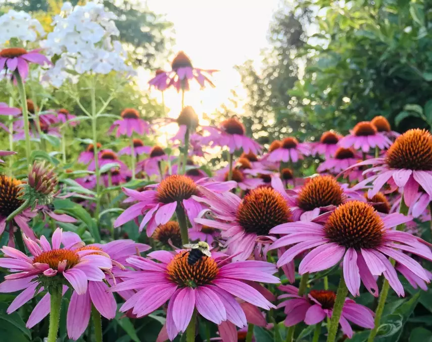how to plant bee friendly garden