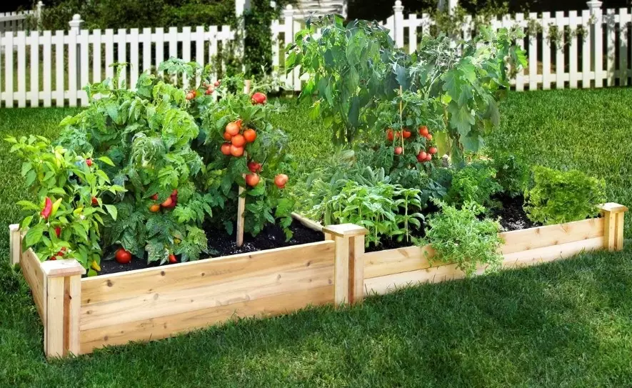 raised bed gardening for beginners