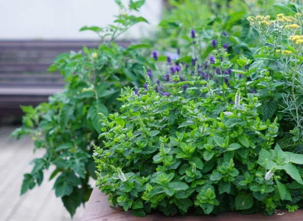 organic gardening with herbs