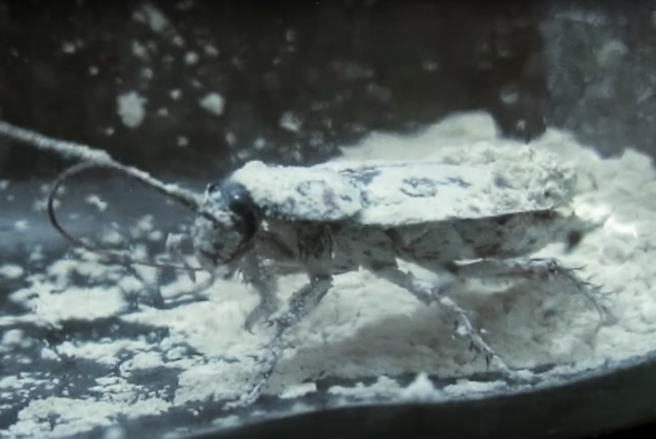 diatomaceous earth for bugs diatomaceous earth for bugs