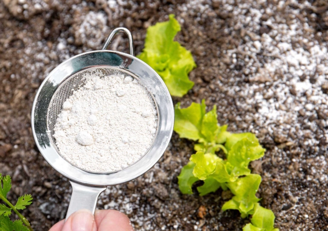 diatomaceous earth