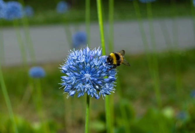 bee friendly flowers list