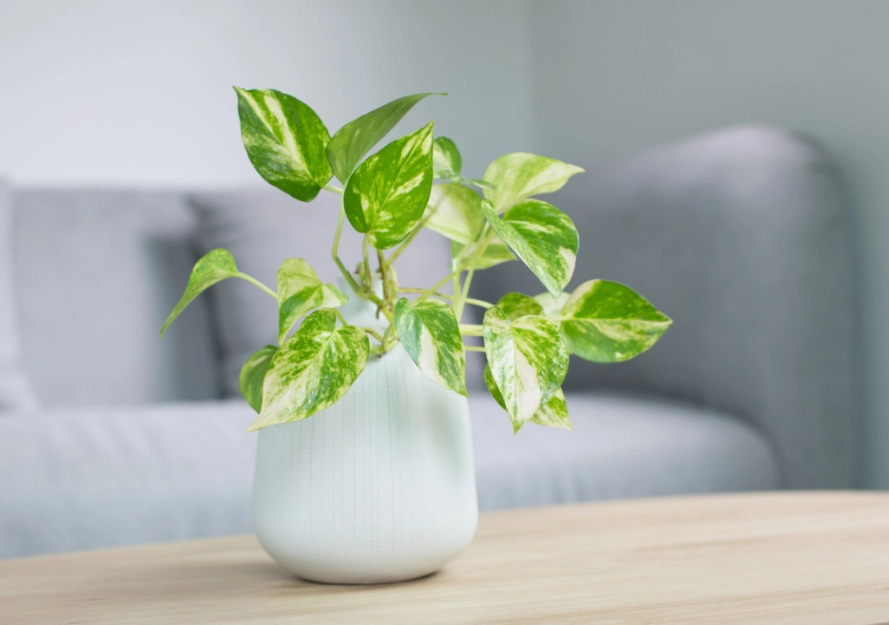 best air purifying plants
