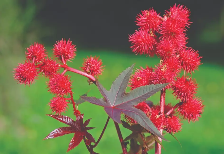 toxic plants for dogs