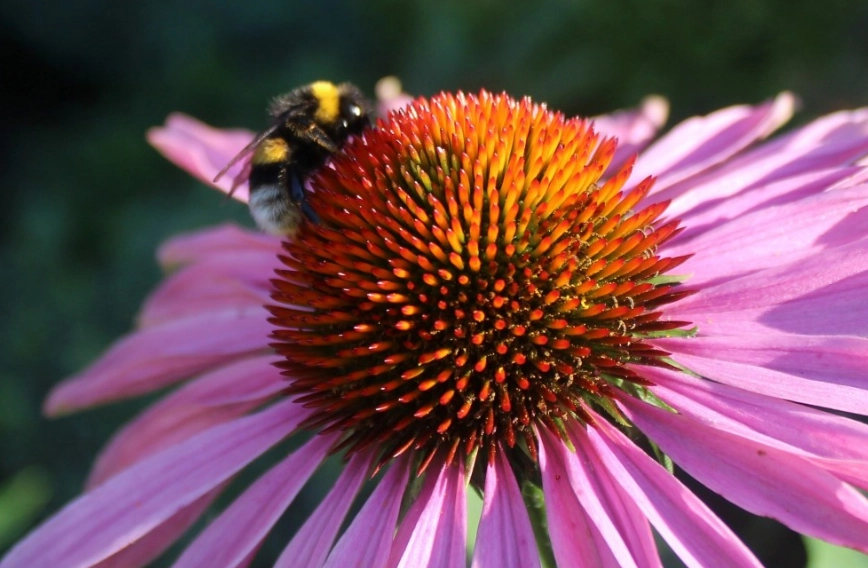 how to plant bee friendly garden