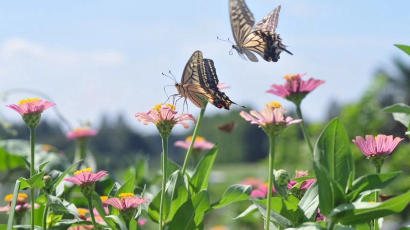 butterfly garden plants