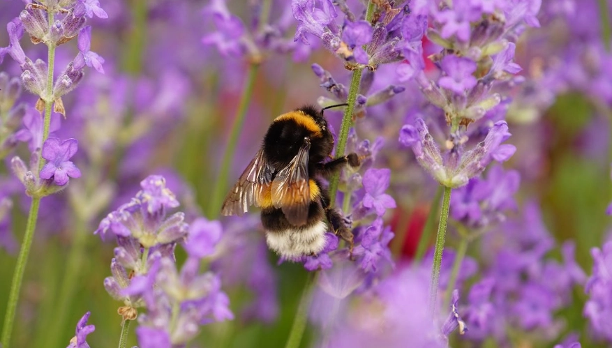 best flowers for bees