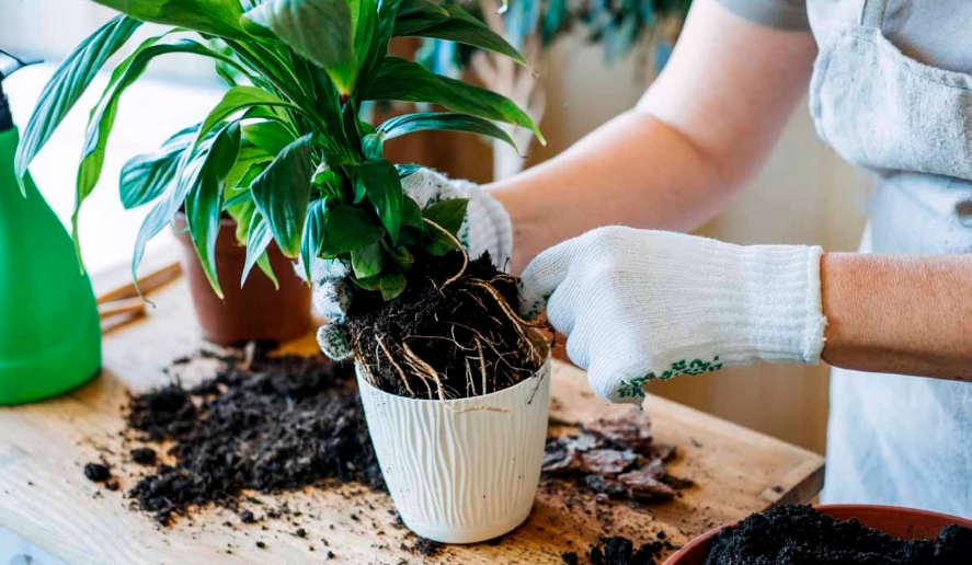repotting plants