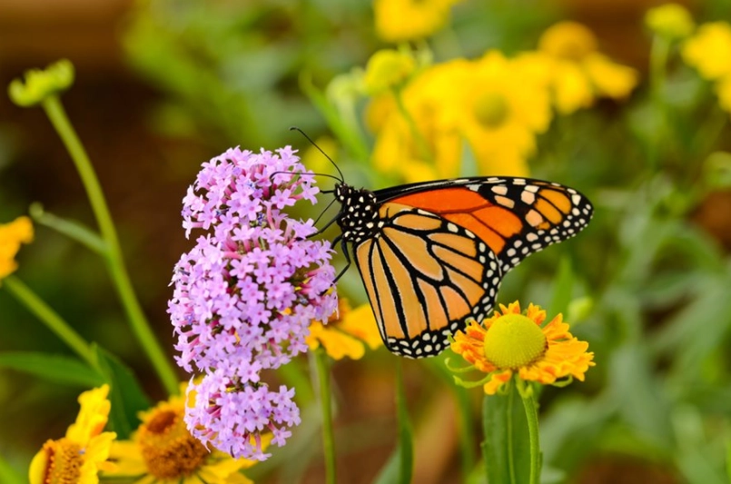 butterfly garden design