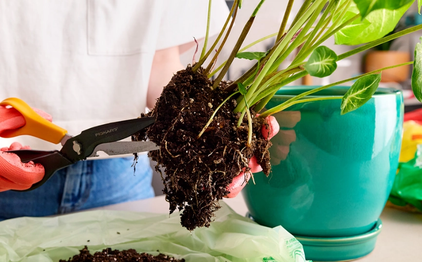 repotting plants