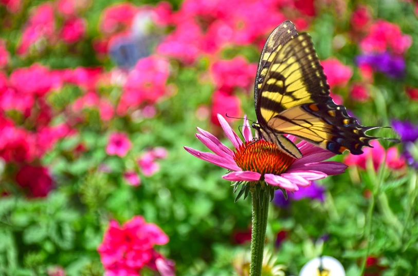 how to attract butterflies