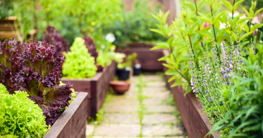 best soil for raised beds